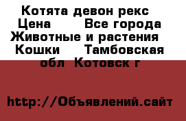 Котята девон рекс › Цена ­ 1 - Все города Животные и растения » Кошки   . Тамбовская обл.,Котовск г.